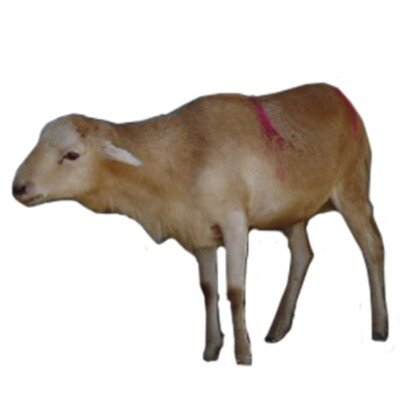 Sheep (Medium Size) - Mereb.Shop - በግ (መካከለኛ መጠን)