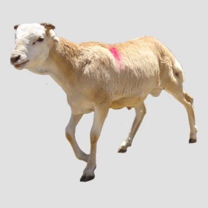 Sheep (Small Size; Tebot)