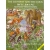 Thumbnail for THE ELEPHANT AND THE COCK (FOLKTALES FROM ETHIOPIA)