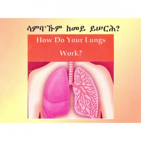 How does your Lungs Wor?
