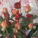 Thumbnail view: Mix Flower Bouquet - One Side - Mereb.Shop